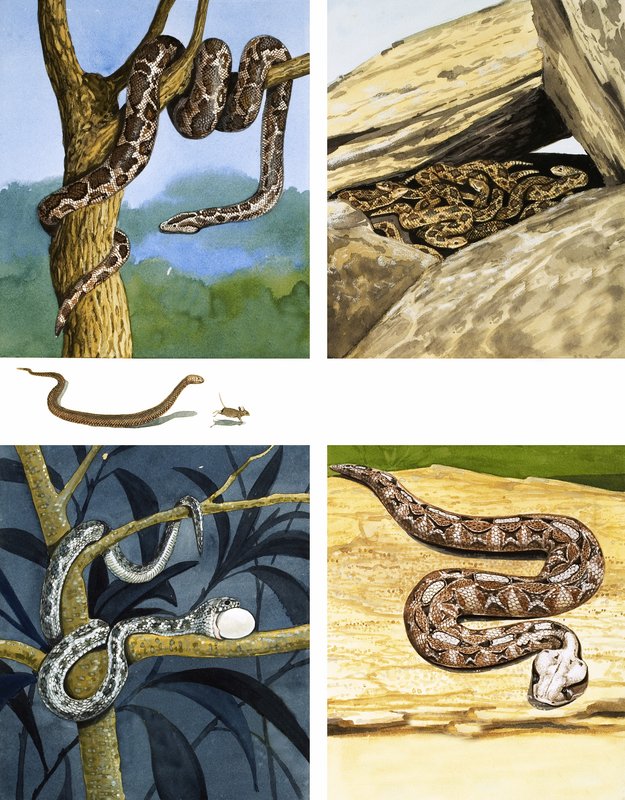 Different kinds of Snakes by English School