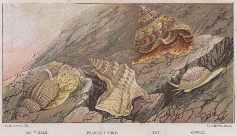 Köpek Salyangozu, Pelikan'ın Ayağı, Üst, Deniz Kabuğu (renkli litho) by English School