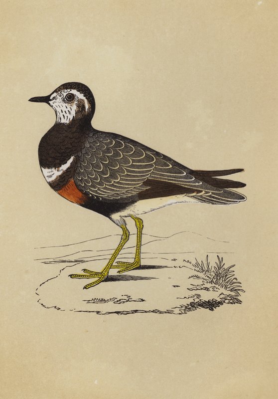 Dotterel (renkli taş) by English School