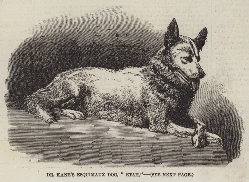 Dr Kane
