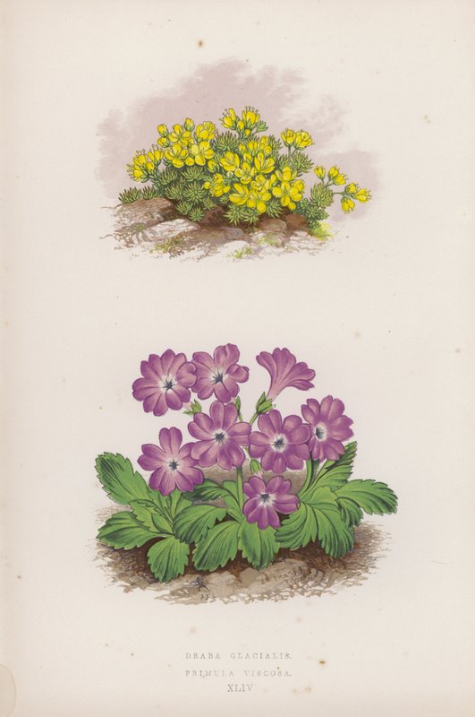Draba Glacialis; Papatya Viscosa (renkli lito) by English School