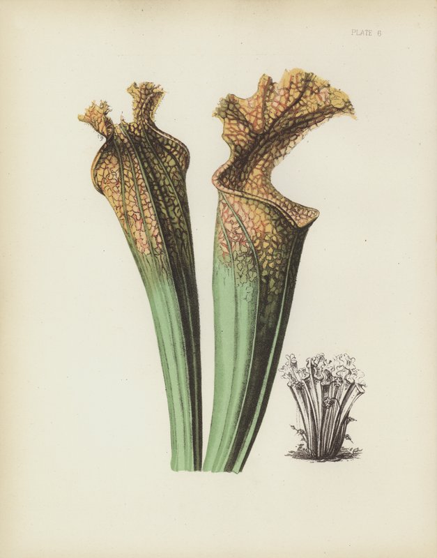 Drummonds Yan Eyer Çiçeği, Sarracenia Drummondii by English School