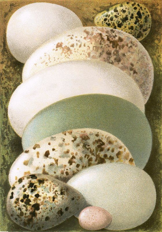 Eggs by English School