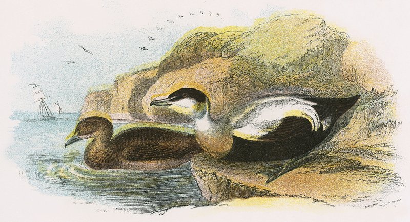 Eider Ördeği by English School