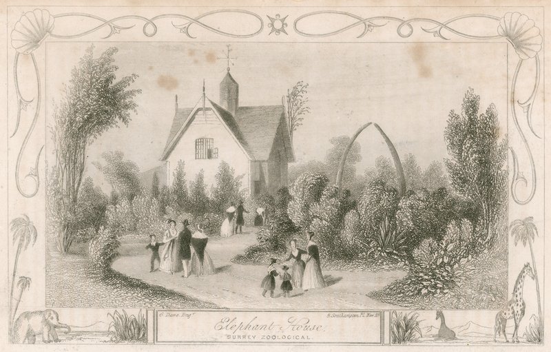Surrey Hayvanat Bahçeleri