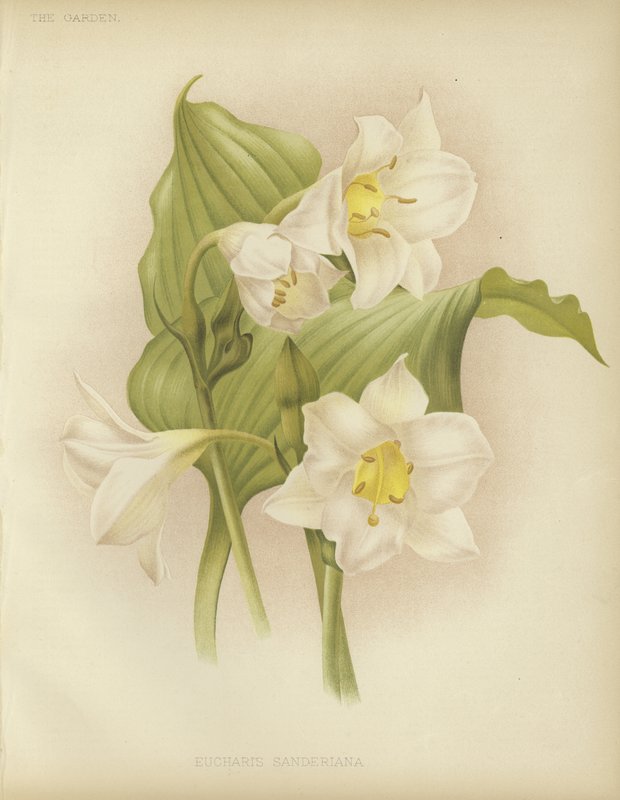 Eucharis sanderiana by English School