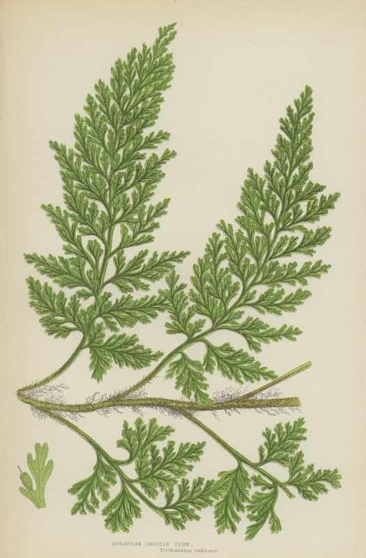 Avrupa Kıl Eğreltiotu (renkli lito) by English School
