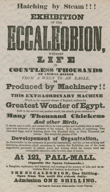 Eccaleobion Sergisi by English School