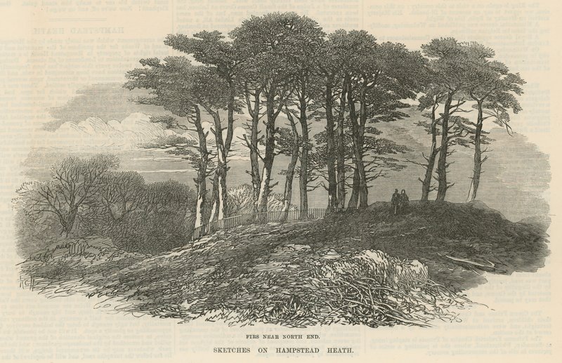 Kuzey ucuna yakın köknarlar, Hampstead Heath by English School