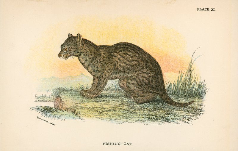 Balıkçı-Kedi by English School