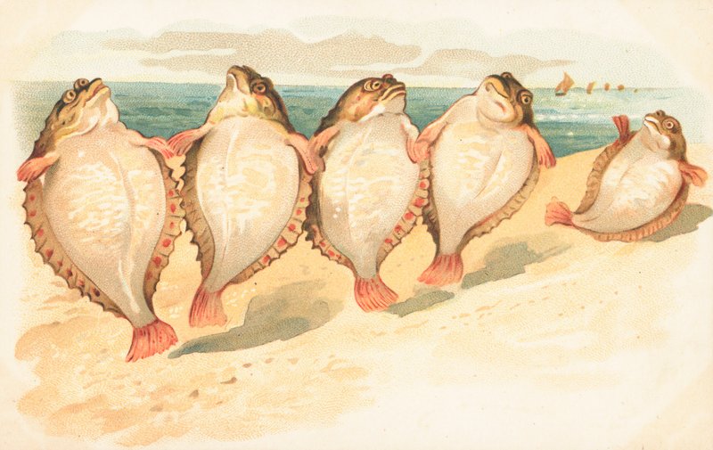 Sahilde dans eden beş yassı balık by English School