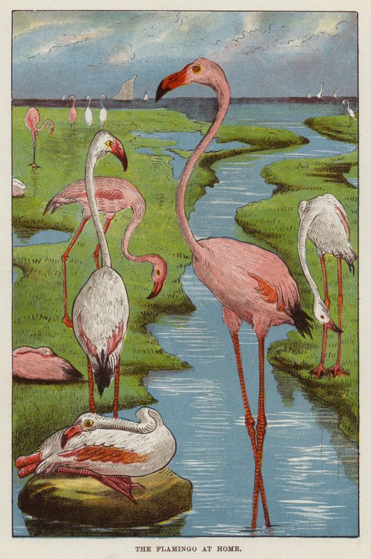 Flamingolar (kromolitho) by English School