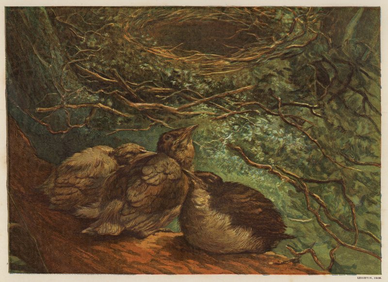 Kuşların yavru kuş kuluçkası (renkli litho) by English School