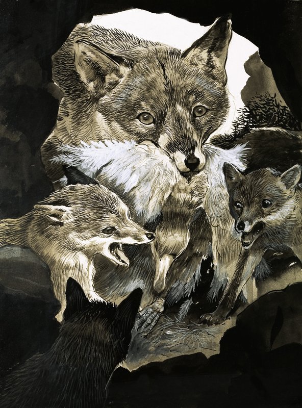 Fox delivering food to its cubs by English School