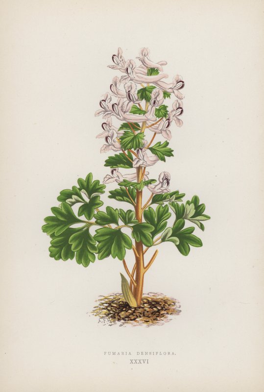 Fumaria Densiflora (renkli taş) by English School