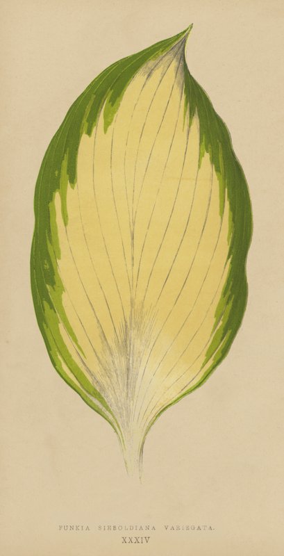 Funkia Sieboldiana Variegata by English School
