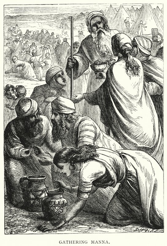 Manna Toplama (gravür) by English School