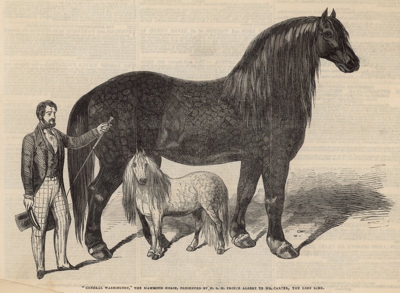General Washington, mamut at by English School