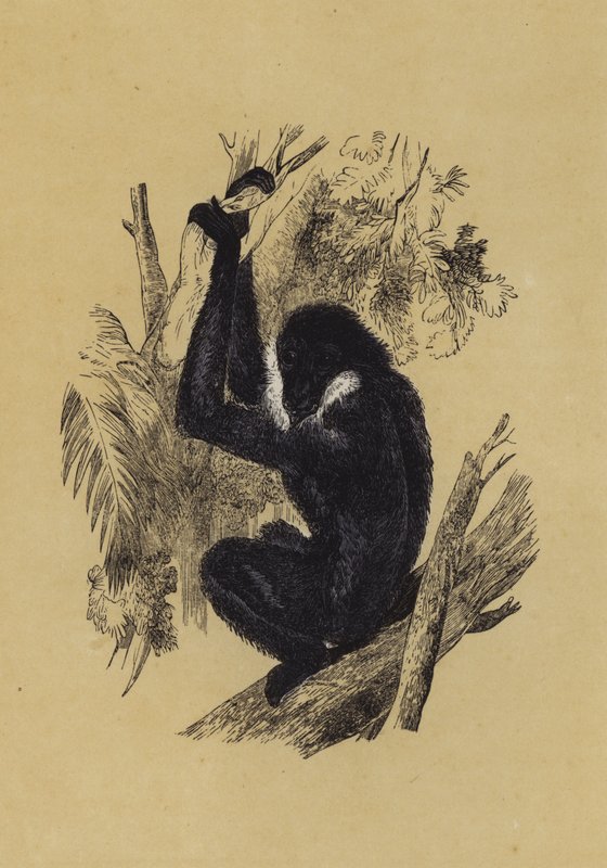 Gibbon (renkli taş) by English School