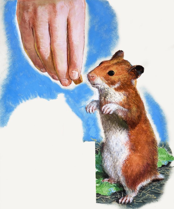 Golden hamster by English School