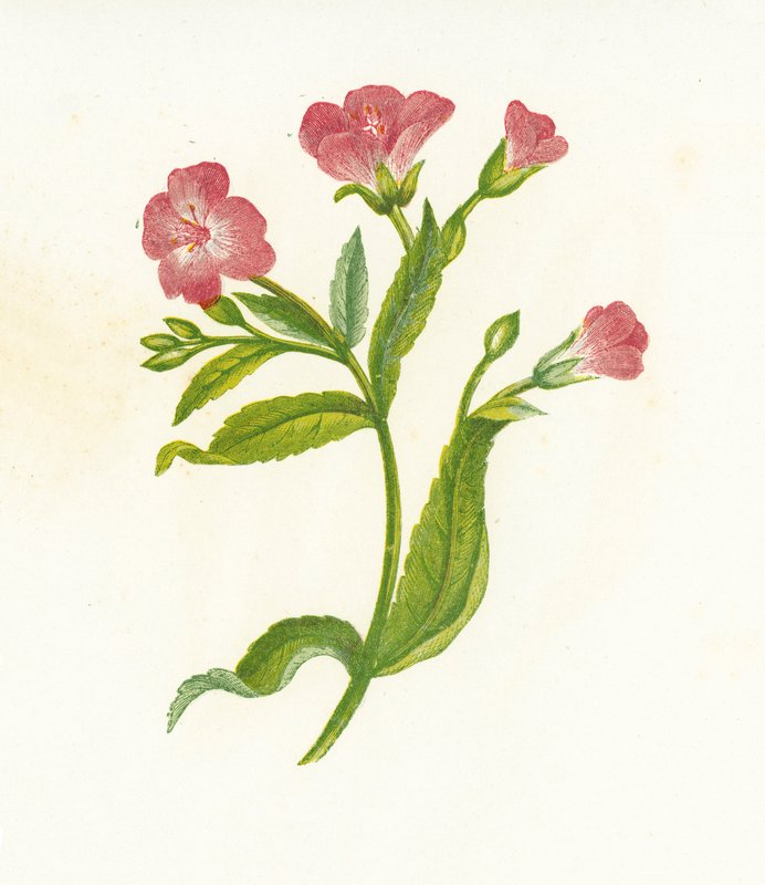 Büyük Tüylü Söğüt Bitkisi, Epilobium Hirsutum by English School