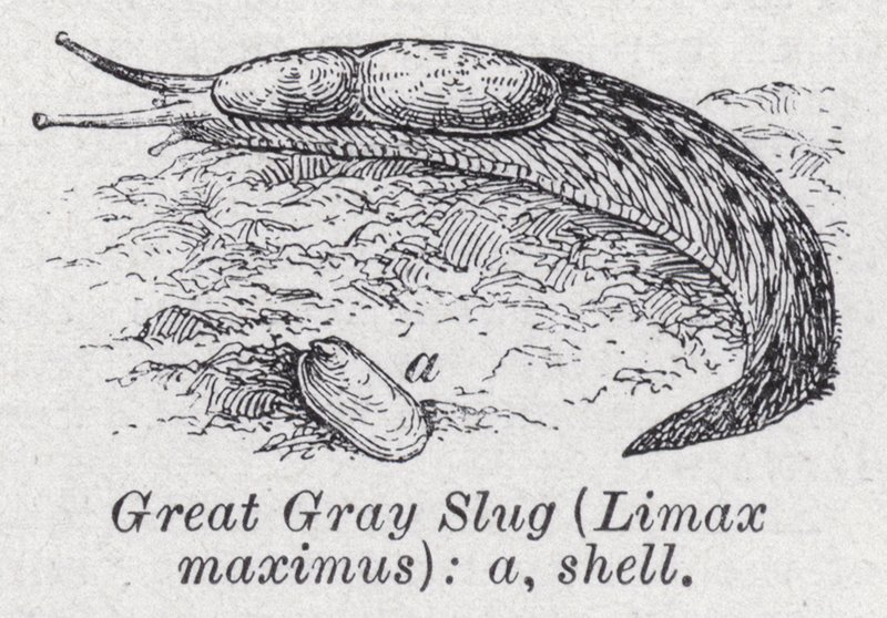 Büyük gri sümüklü böcek, Limax maximus (litho) by English School