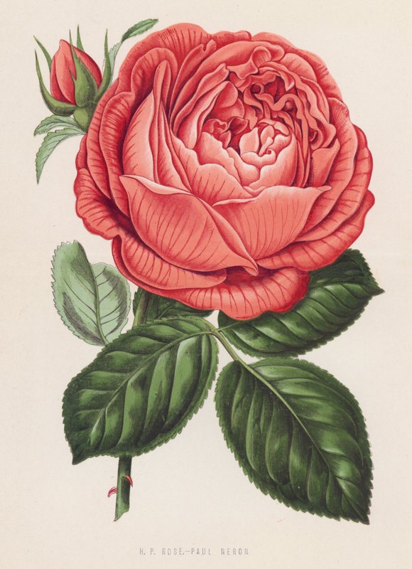 HP Rose, Paul Neron (renkli taş) by English School