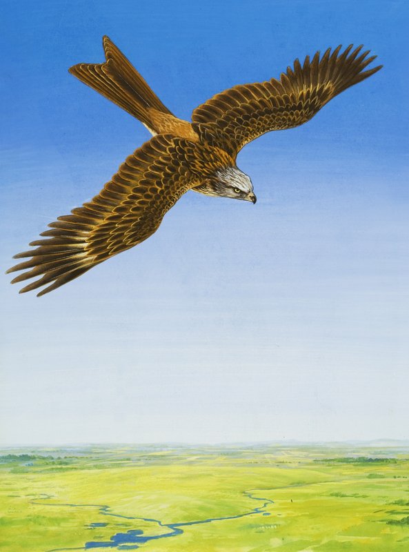 Şahin by English School