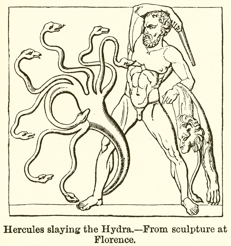 Hydra
