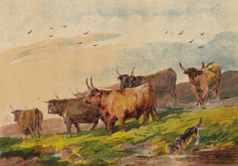 yayla sığırı by English School