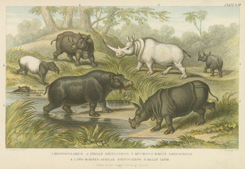 Su aygırı, gergedan ve tapir (renkli gravür) by English School