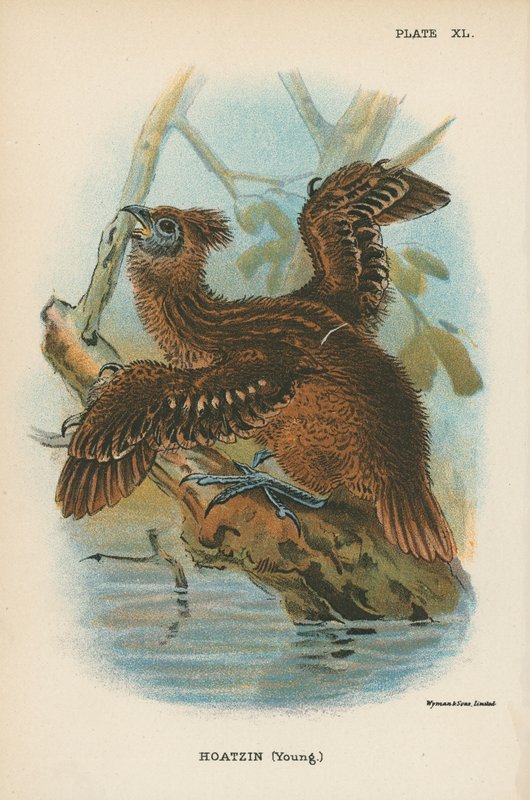 Hoatzin (Genç) by English School