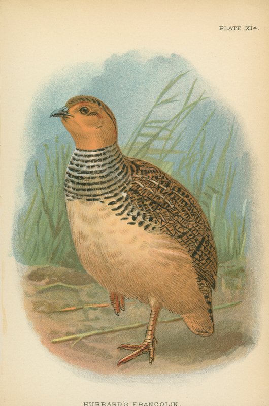 Hubbard