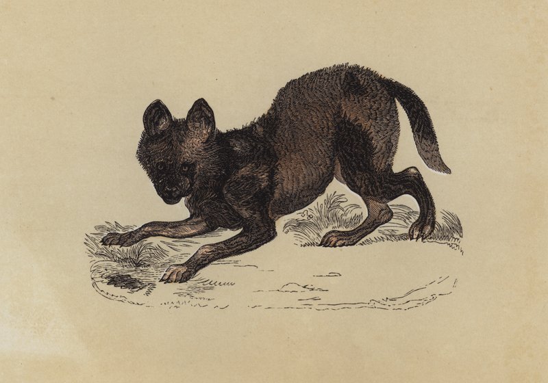 Sırtlan Köpeği (renkli lito) by English School
