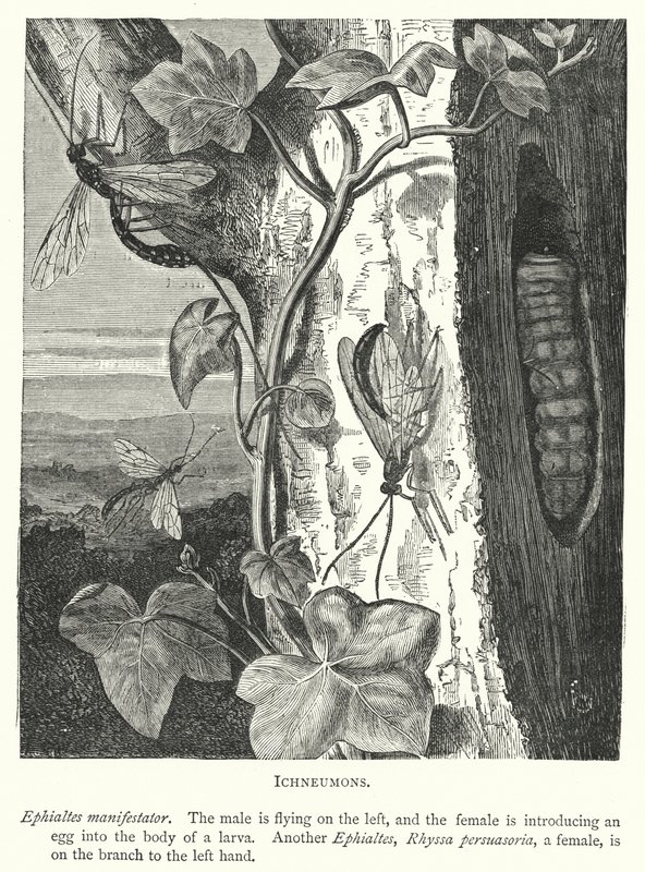 Ichneumons (gravür) by English School