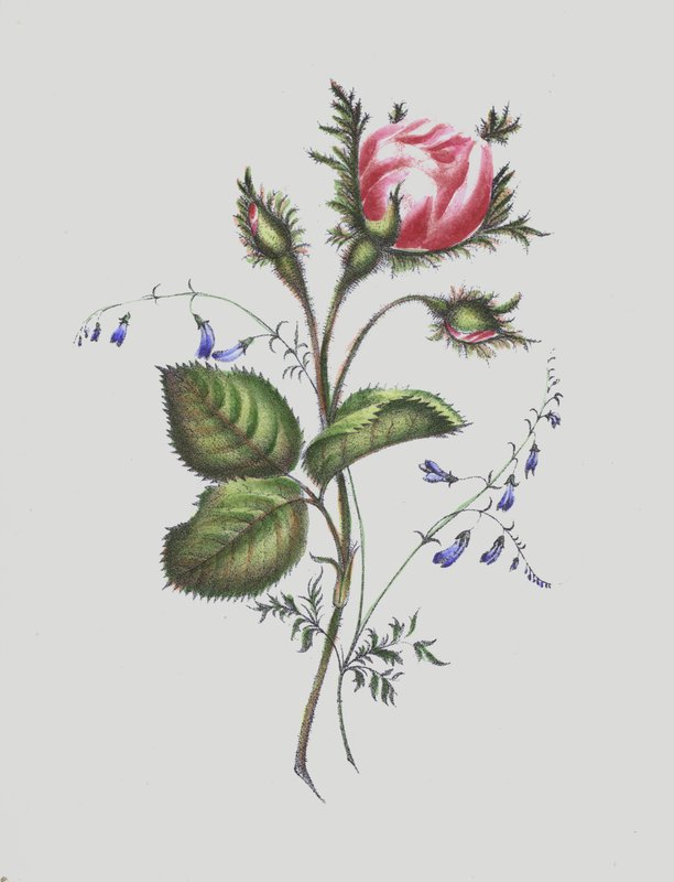 Moss Rose Albümü için İllüstrasyon by English School