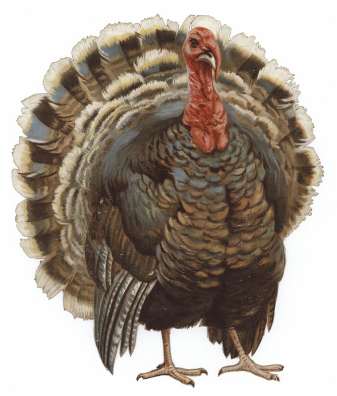 Bir Türkiye Resmi by English School