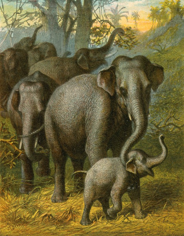 Indian elephants by English School