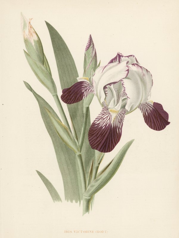 Iris Victorine (renkli taş) by English School