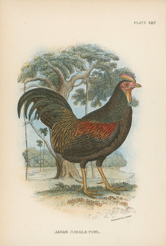 Javan Orman Tavuğu by English School