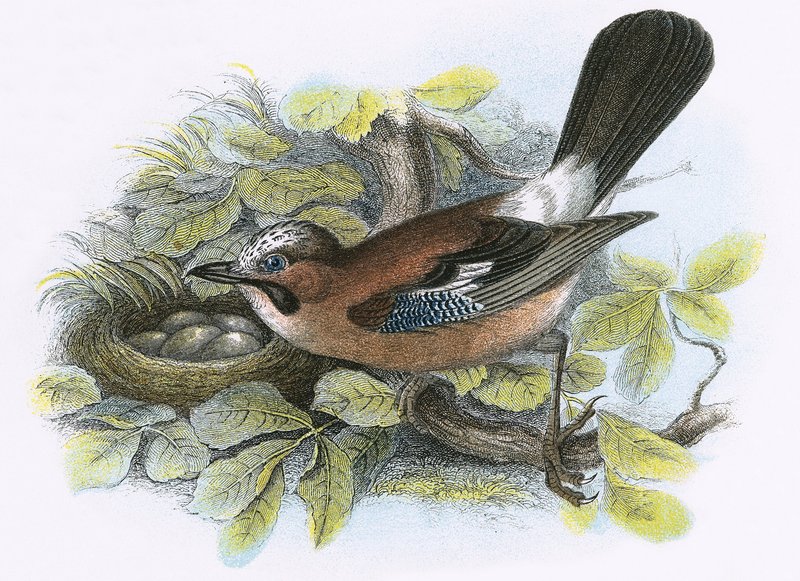 Jay by English School
