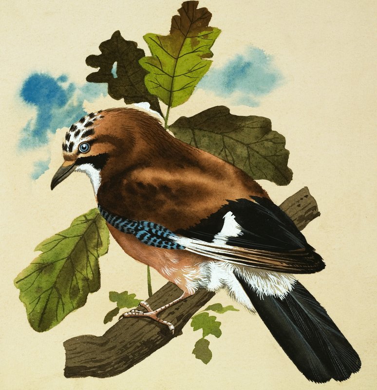 Jay by English School