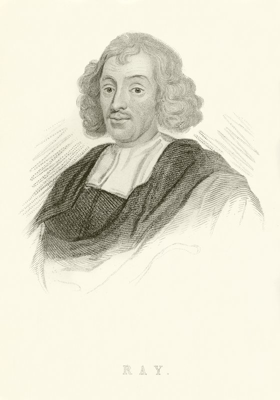 John Ray by English School