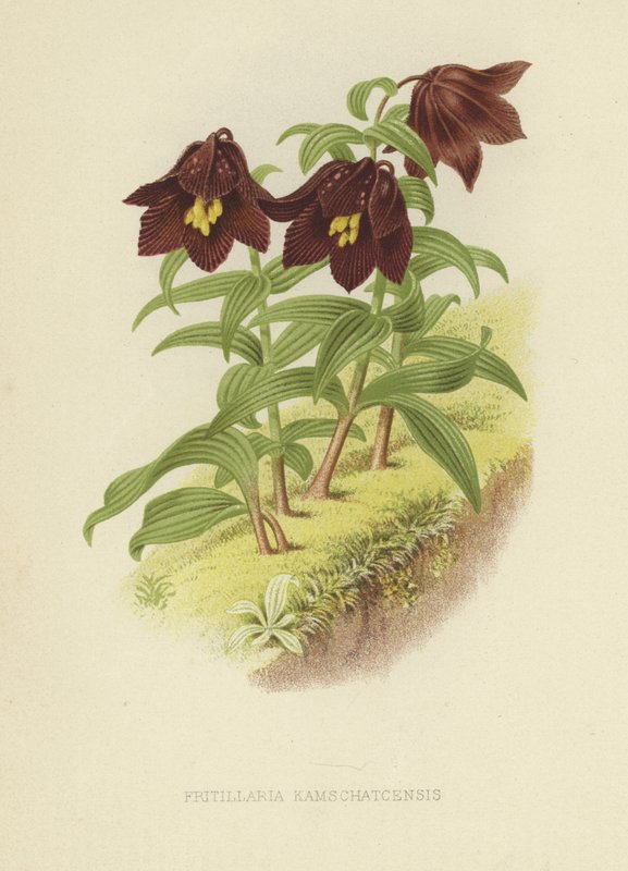 Kamçatka fritillary veya Kamçatka zambak by English School
