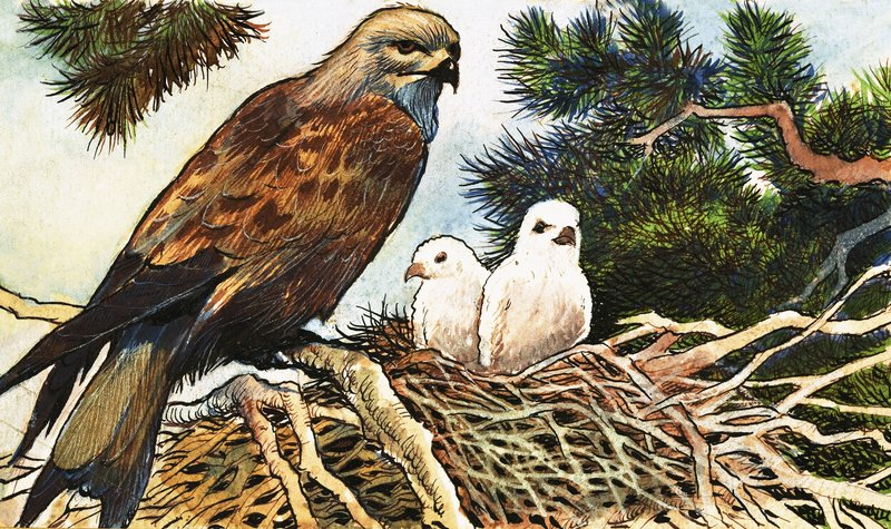 Kestrel and chicks by English School