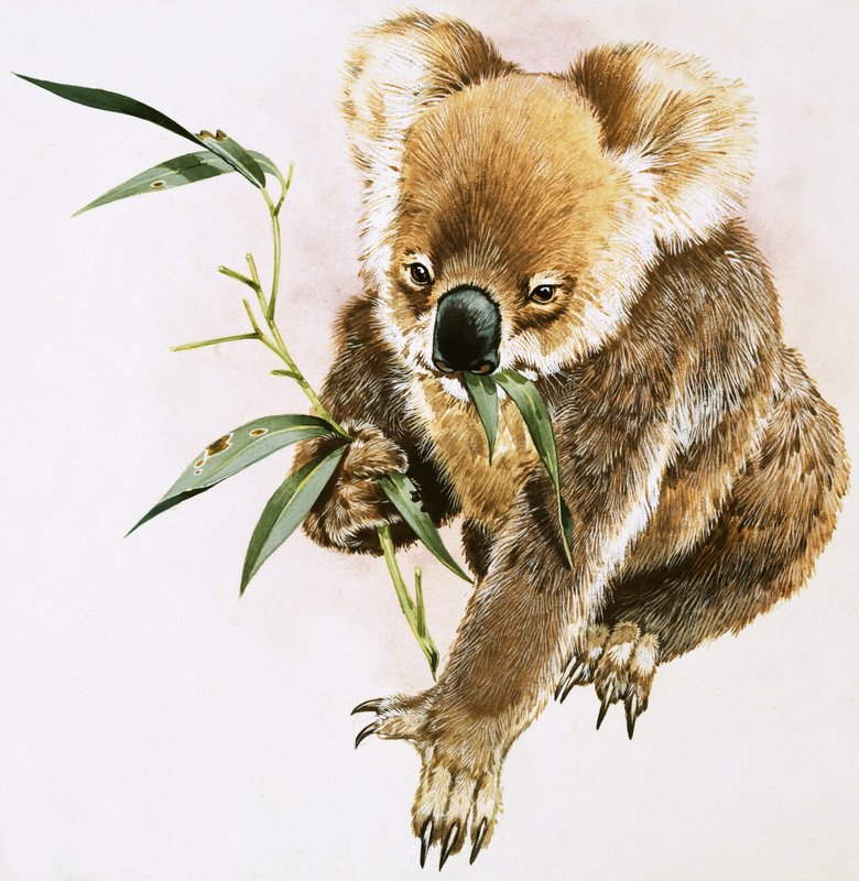 Koala by English School