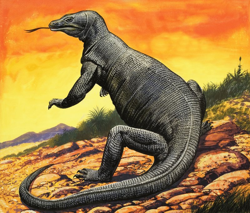 Komodo Ejderhası by English School
