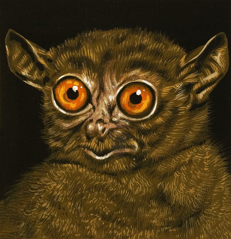 lemur by English School