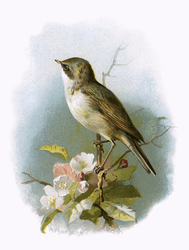Küçük Whitethroat by English School