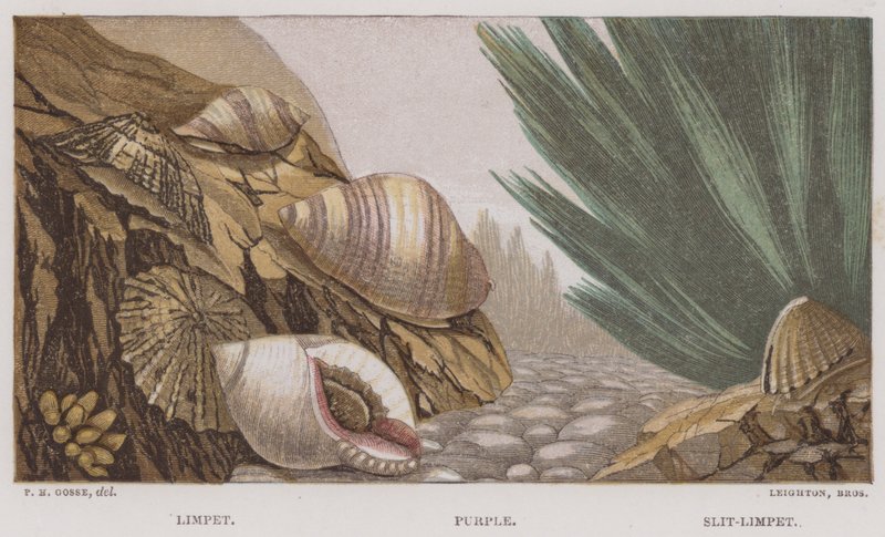 Limpet, Mor, Yarık-Limpet (renkli litho) by English School